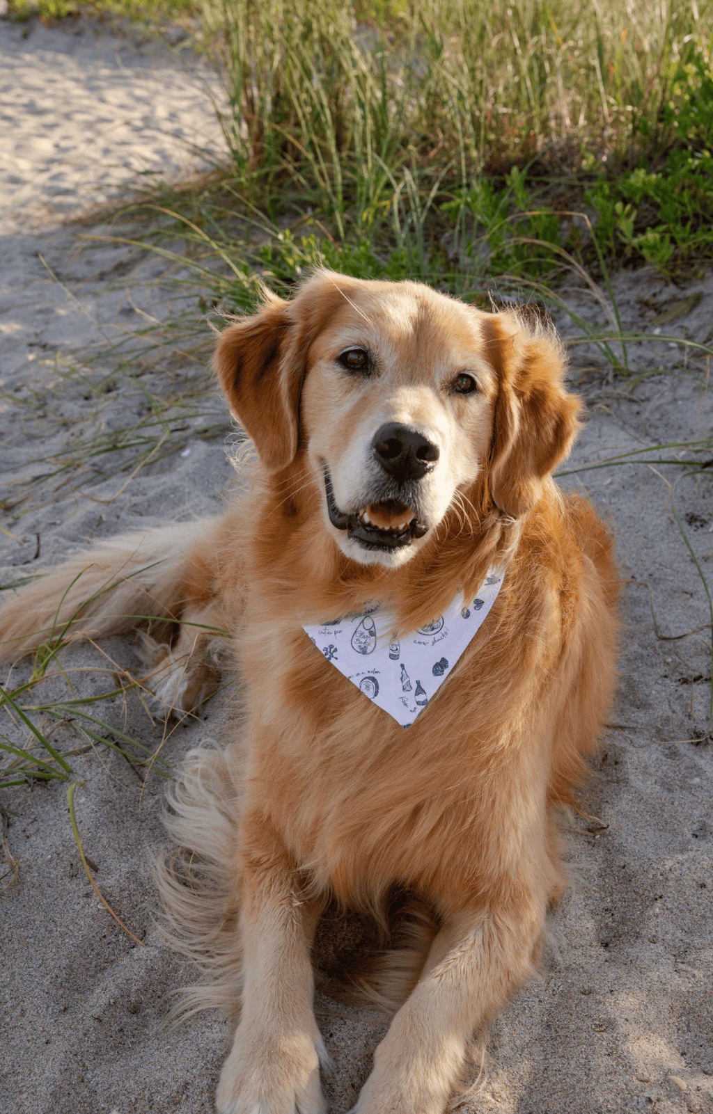 The Ultimate Guide to Dog Bandanas for Style and Function