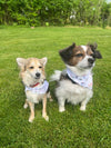 Multicolor Clambake Bandana