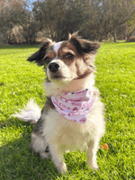 Pet Bandana Tuck'd In Holiday