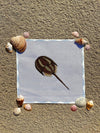 Horseshoe Crab