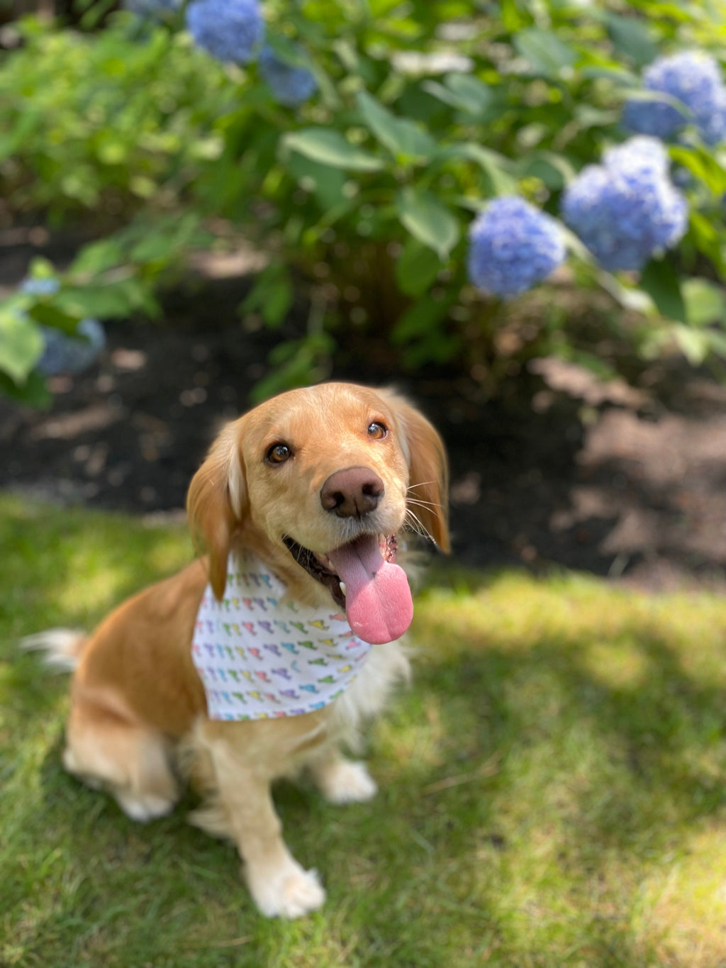 Martha's Vineyard Dreams Bandana