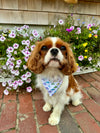 Martha's Vineyard Dreams Bandana