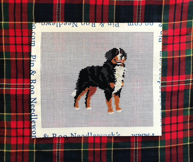 Bernese Mountain Dog