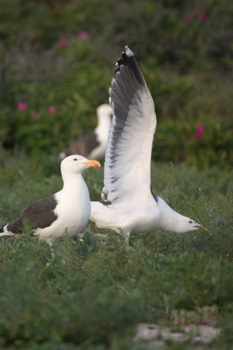 Seagull Belt