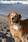 Dog Bandana - Clambake